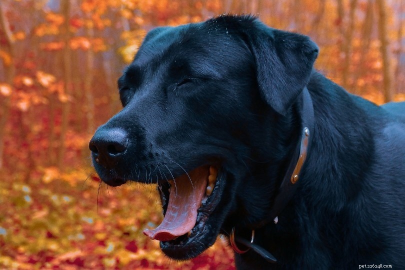 犬が喉に詰まっているように咳をするのはなぜですか？ （獣医の回答） 