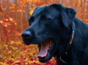 Por que meu cachorro está tossindo como se algo estivesse preso em sua garganta? (Resposta do veterinário)