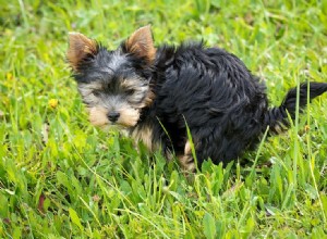 Quantas vezes por dia um cachorro deve fazer cocô?