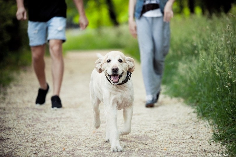 10 UK Hundpromenadstatistik och fakta för 2022:Hur mycket går människor med sina hundar?