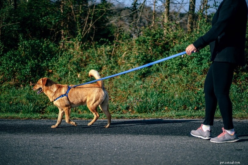 10英国の犬の歩行統計と2022年の事実：人々は犬をどれだけ歩くか？ 