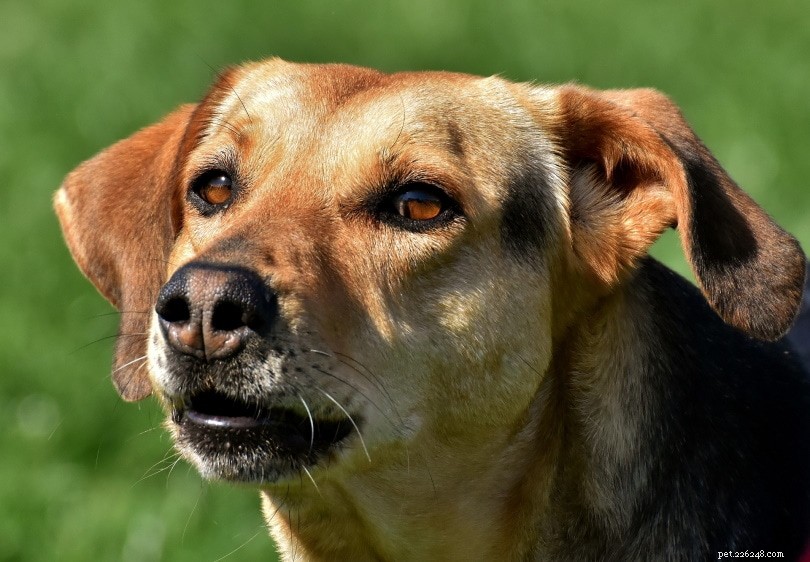 Zijn honden kleurenblind? Hoe honden de wereld zien