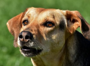 Os cães são daltônicos? Como os cães veem o mundo