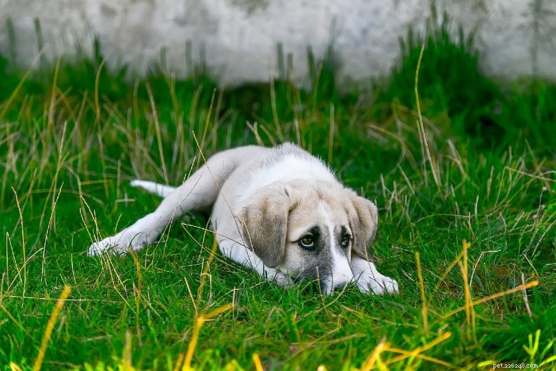 I cani possono annusare la paura? (Cosa ci dice la scienza)