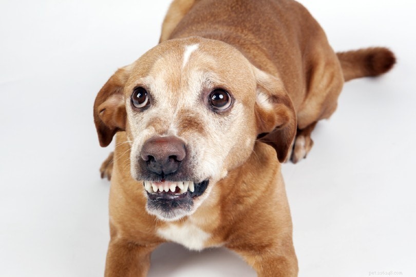 Kan hundar lukta rädsla? (Vad vetenskapen berättar)