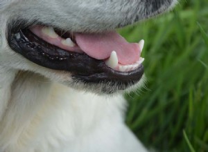 A boca de um cachorro é mais limpa que a boca de um humano?