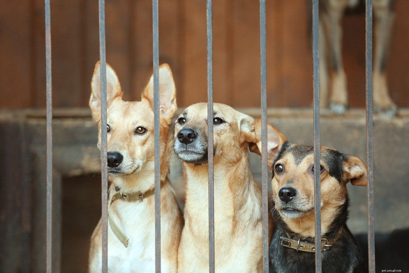 12 Schokkende statistieken en feiten over hondengevechten in het VK in 2022