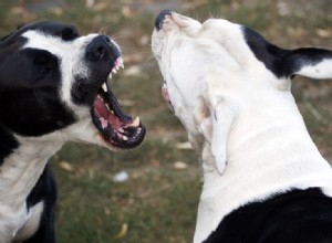 12 estatísticas e fatos chocantes sobre brigas de cães no Reino Unido em 2022