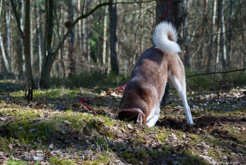 Honden of varkens:welke worden tegenwoordig gebruikt om truffels te vinden?