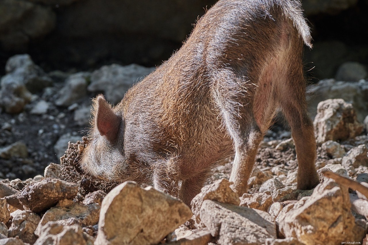 개 또는 돼지:오늘날 송로버섯을 찾는 데 사용되는 것은 무엇입니까?