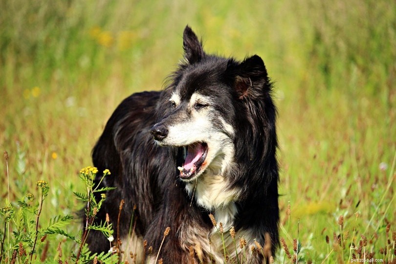 Por que meu cachorro está tossindo? 6 razões potenciais e quando agir (resposta do veterinário)