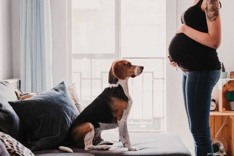 I cani possono percepire la gravidanza? Cosa ci dice la scienza!