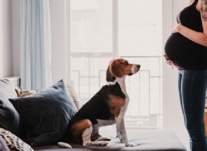 Os cães podem sentir a gravidez? O que a ciência nos diz!