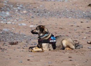 10 notáveis ​​estatísticas canadenses de terapia de cães e animais de estimação para conhecer em 2022