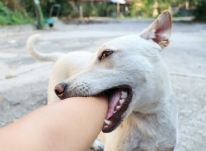 20 estatísticas de mordidas de cachorro em 2022 – mordidas por raça, incidências, mortes e mais