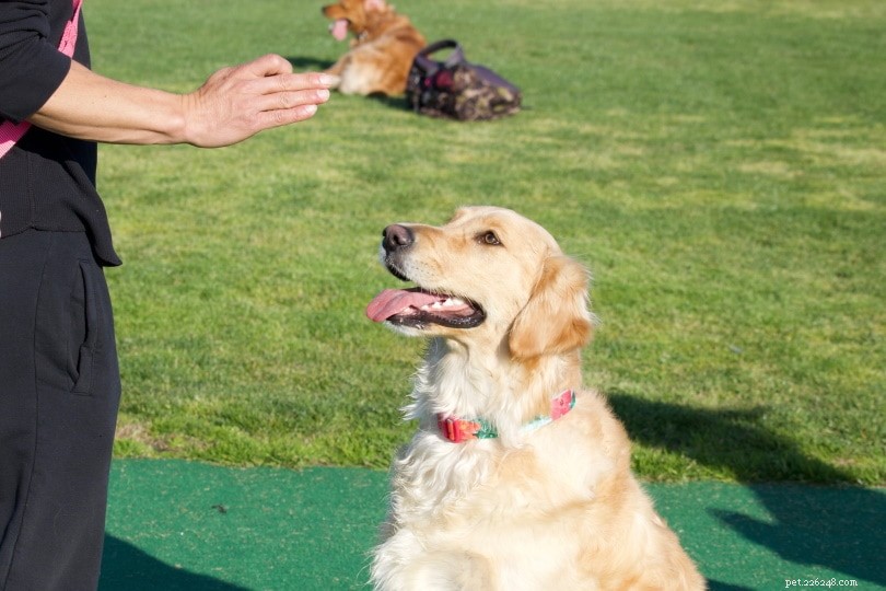 PetSmart Dog Training Review：コスト、有効性、およびFAQ（2022）