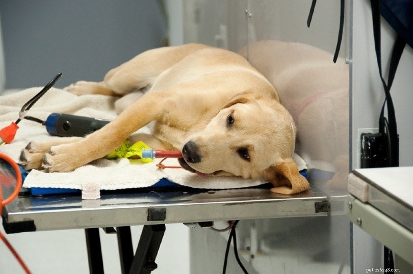 Quanto costa sterilizzare o castrare un cane su PetSmart?