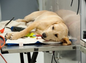 Quanto custa esterilizar ou castrar um cão no PetSmart?