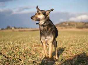 5 melhores cercas elétricas (invisíveis) para cães em 2021 