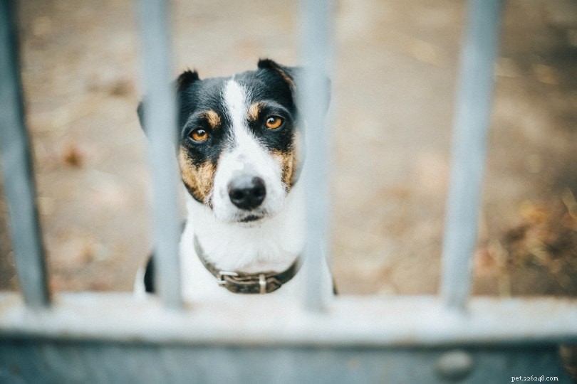 5 bästa elektriska (osynliga) staket för hundar 2021 