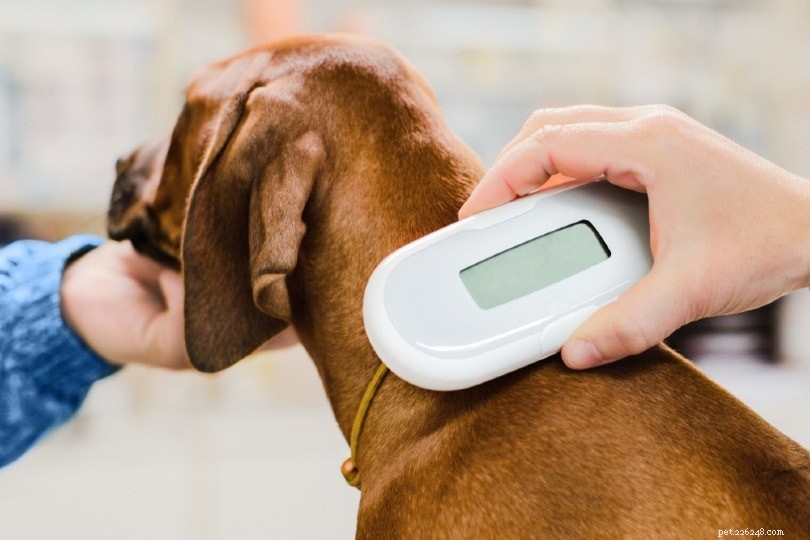 Hur mycket kostar det att mikrochippa en hund hos PetSmart?