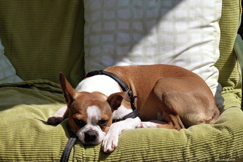 Pourquoi les chiens se couchent-ils au soleil ? (Réponse vétérinaire)