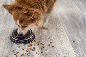 8 meilleurs aliments pour chiens diabétiques en 2022 – Revue et meilleurs choix !
