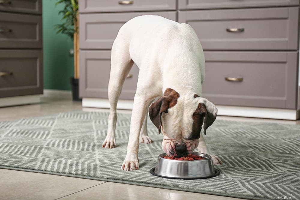 8 migliori alimenti per cani per cani diabetici nel 2022:recensione e scelte migliori!