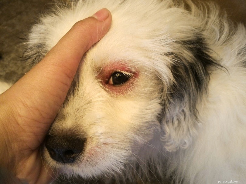 Waarom zijn de ogen van mijn hond rood? 13 oorzaken van rode ogen (Antwoord dierenarts)
