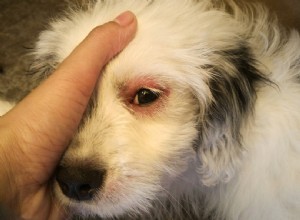 Proč jsou oči mého psa červené? 13 příčin červených očí (odpověď veterináře)