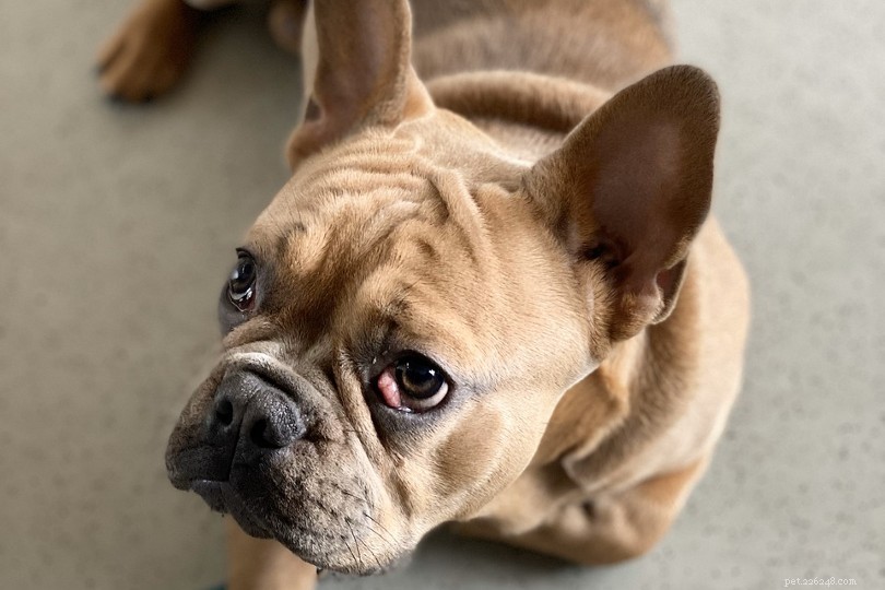강아지의 눈이 붉어지는 이유는 무엇입니까? 적목 현상의 13가지 원인(수의사 답변)