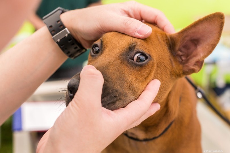 Proč jsou oči mého psa červené? 13 příčin červených očí (odpověď veterináře)