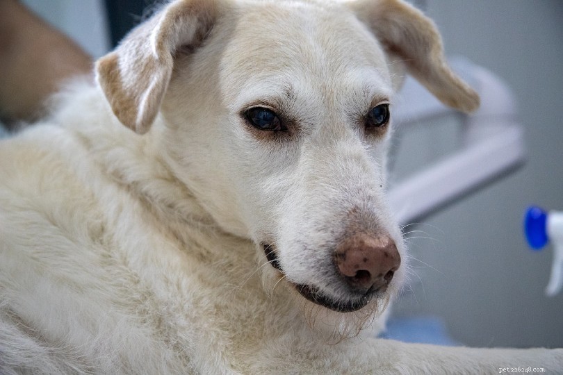 Perché gli occhi del mio cane sono rossi? 13 cause degli occhi rossi (risposta veterinaria)