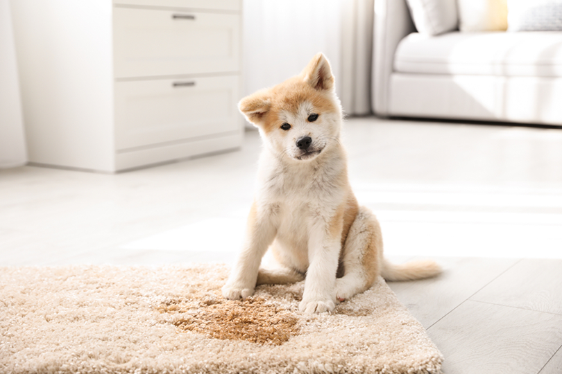 Come eliminare l odore di pipì di cane da tappeti e moquette? Cosa devi sapere!