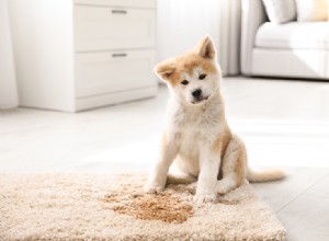 Como tirar cheiro de xixi de cachorro em tapetes e carpetes? O que você precisa saber!