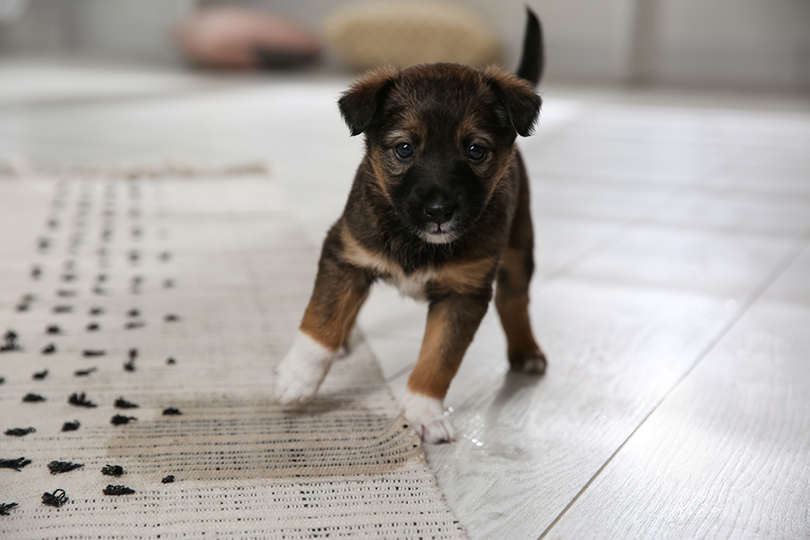 Jak dostat psí čůrání z koberců a předložek? Co potřebujete vědět!