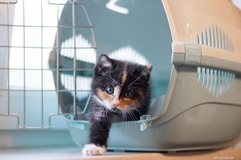 Choisir la bonne cage de transport pour chat :taille, matériau et autres considérations