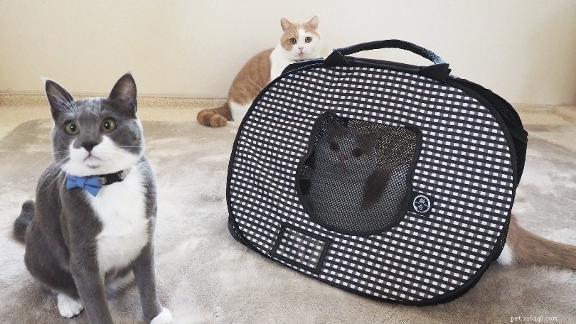 Choisir la bonne cage de transport pour chat :taille, matériau et autres considérations