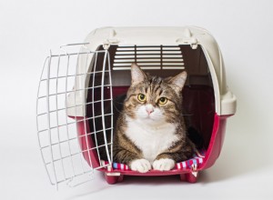 Hur man lugnar en katt i en kattbärare (10 beprövade metoder)