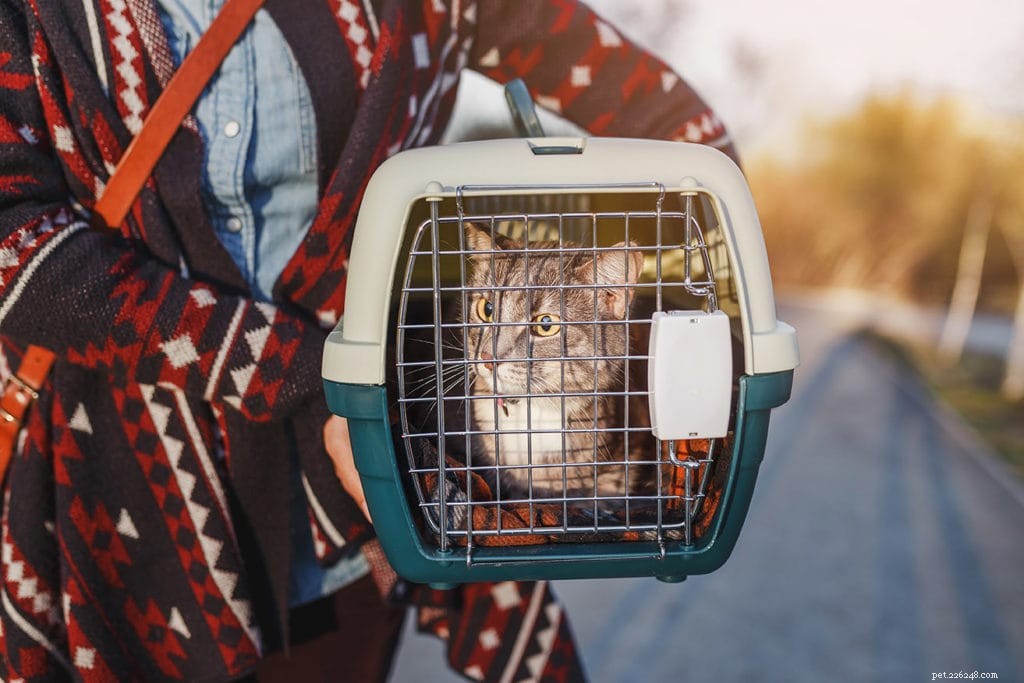 Como acalmar um gato em uma caixa de transporte (10 métodos comprovados)