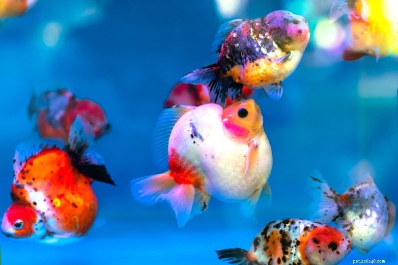 Goldfish Eggs:Identification, Hatching &Care Guide 2022