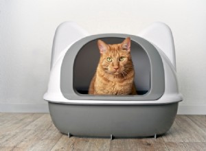 Où mettre une litière pour chat (les choses à faire et à ne pas faire)