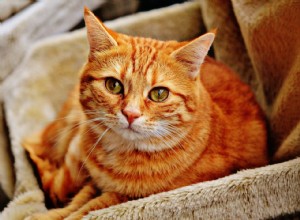 Comment déterminer l âge d un chat :4 méthodes efficaces