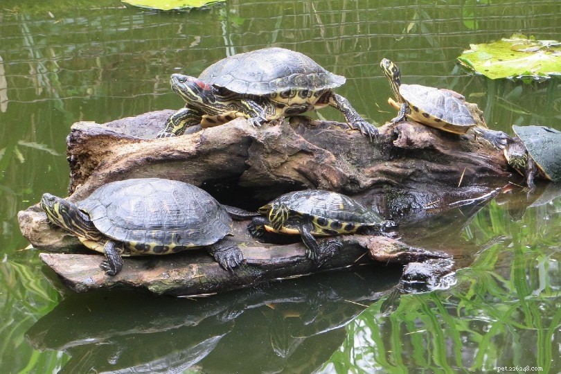 In che modo le tartarughe comunicano tra loro? 