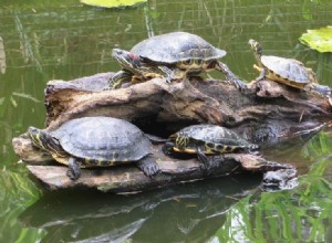 Hoe communiceren schildpadden met elkaar?