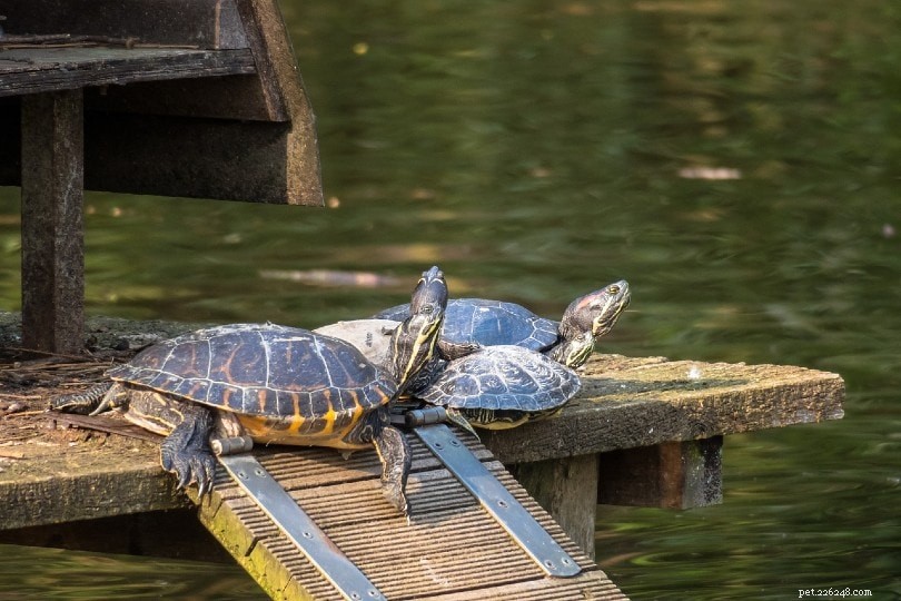Hur kommunicerar sköldpaddor med varandra?