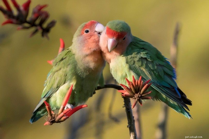 Hoe communiceren vogels met elkaar?