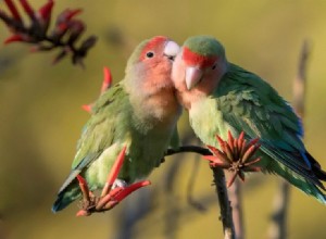 새는 어떻게 서로 의사소통합니까?