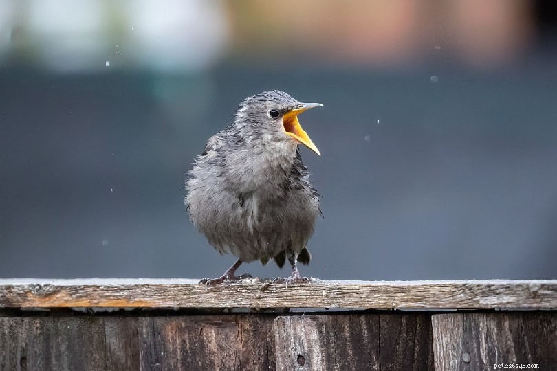 Hur kommunicerar fåglar med varandra?