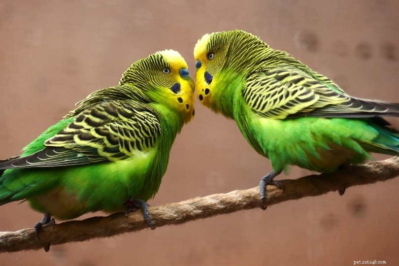 Hoe communiceren vogels met elkaar?